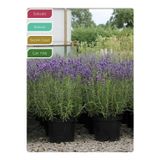 The Best Online Lavanta Fidanı İngiliz Lavandula angustifolia Hidcote, Saksıda Kokulu, Çiçek Açan, Çalı