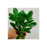 The Best Online Para Çiçegi Sans Bıtkısı -bonsai Paraçiçeği (orta Boy Gövdeli ) 20-30 Cm