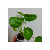 The Best Online Pilea bitkisi fidesi +seramik saksi (15-25cm) dolgun form 1 adet
