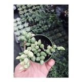The Best Online Sarı Yeşil Renkli Senecio Rowleyanus Variegata Tesbih Çiçeği