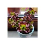 The Best Online Sedum bitkisi fidesi -(10-15cm) mezar örtücü-yayilici bitki