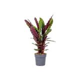 The Best Online Thebestonline Calathea Rufibarba Wavestar - Kalatya Dua Çiçeği Canlı Salon Bitkisi