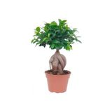 The Best Online Thebestonline Ficus Bonsai, Gingseng Bonsai
