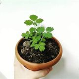 The Best Online Thebestonline Kırlangıç Otu, Saksıda