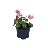 The Best Online Thebestonline Sardunya Çiçeği Saksı'da - Pelargonium - Açık Pembe Renk