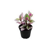 The Best Online Thebestonline Telgraf Çiçeği Adet Mini Saksılı Canlı Salon Bitkisi (Nanouk Tradescantia)