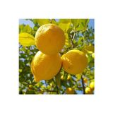 The Best Online Yediveren Limon Fidanı, +100 cm, 3 Yaş