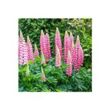 The Chateleine lupin tohumu acı bakla çiçeği lupinus russel