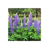 The Governor lupin tohumu acı bakla çiçeği lupinus russel