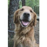 The Labrador Retriever Journal: 150 page lined notebook/diary
