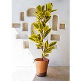 The Mia Ficus Altissima Yapay Ağaç Sarı Yeşil 170 cm