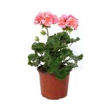 Thebestonline Canlı Saksılı Sardunya Çiçeği Fidanı Pembe 10-20 Cm