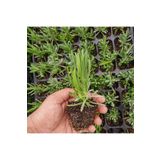 Thebestonline Lavanta Fidesi, Saksıda, 10-15 Cm, 1 Adet