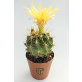Thelocactus İdeas Çiçek Açan Kaktüs 5.5 cm Saksıda