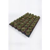 Thelocactus Ideas Kaktüsü TOPTAN 45 Adet (1 Viyol 5.5 cm Saksıda)