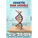 Tıfıl Toys Kendin Yap 3 Boyutlu 72 Parça DNA Model Yapma Eğitici Öğretici Proje Ve Deney Yapım Setleri