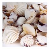 Tiger Clam Kiloluk Deniz Kabuğu (1 KG)