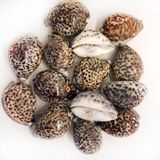Tiger Cowrie Kiloluk Deniz Kabuğu (1 Kg)