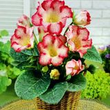 Tigrina Red Gloxinia Gloksinya Bardak Menekşesi Çiçeği Soğanı (1 Adet)