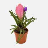 Tillandsia Air Plant Hava Çiçeği
