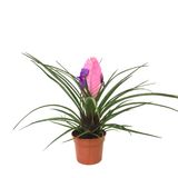 Tillandsia Cyanea (Hava Bitkisi) Ø12 CM Y25-30 CM