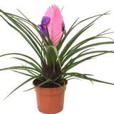 Tillandsia Cyanea - Hava Bitkisi