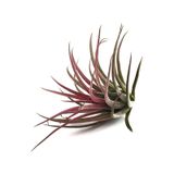 Tillandsia Ionantha - Hava Bitkisi