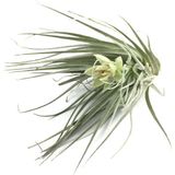 Tillandsia Stricta (Hava Bitkisi)