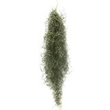 Tillandsia Usneoides - Hava Bitkisi
