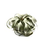 Tillandsia Xerographica - Hava Bitkisi