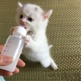 Tineke Yavru Kedi Köpek Biberonu 2 Emzikli 50 ML