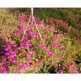 TNC Garden Groups Acem Halısı - Askılı Saksıda