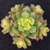 TNC Garden Groups Aeonium Kiwi – Gökkuşağı Sukulent 20 Adet