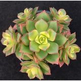 TNC Garden Groups Aeonium Kiwi – Gökkuşağı Sukulent 5 Adet