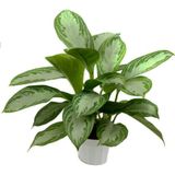 tnc garden groups Aglonema Silver - Çin Herdemyeşili
