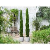 TNC Garden Groups Akdeniz Servisi (Cupressus Sempervirens) 30 Adet