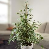 TNC Garden Groups Alacalı Benjamin - Ficus Benjamina Starlight 60-80 cm