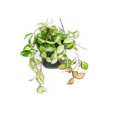 tnc garden groups Alacalı Mum Çiçeği (hoya Carnosa Tricolor) - Askılı Saksıda