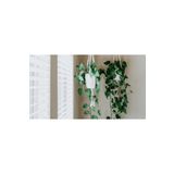tnc garden groups Alacalı Pothos Sarmaşığı& Yeşil Pothos Sarmaşığı- Askılı Saksıda