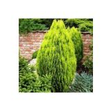 tnc garden groups Altuni Mazı Fidesi 15-20 Cm 10 Adet Thuja Orientalis 'aurea' Nana
