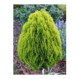 tnc garden groups Altuni Top Mazı Fidanı Thuja Orientalis Aurea Compacta Nana 3 Adet
