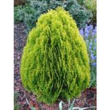 tnc garden groups Altuni Top Mazı Fidanı Thuja Orientalis Compacta Nana