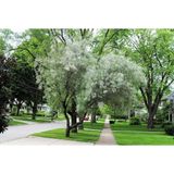TNC Garden Groups Anadolu Iğde Fidanı Elaeagnus Angustifolia 10 Adet