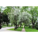 TNC Garden Groups Anadolu Iğde Fidanı Elaeagnus Angustifolia 3 Adet