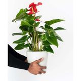 TNC Garden Groups Anthoryum - Flamingo Çiçeği (Anthurium) 2 Adet