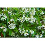 TNC Garden Groups Arap Yasemini - Kokulu Sarmaşık Bitki 120-150 Cm