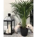 TNC Garden Groups Areka Palmiyesi 20-25 cm 10 Adet