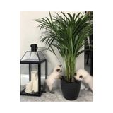 TNC Garden Groups Areka Palmiyesi 60 cm