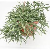TNC Garden Groups Askılı Saksıda Spagetti Kaktüsü – Rhipsalis Pilocarpa