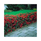 TNC Garden Groups Ateş Dikeni - Pyracantha 3 Adet
